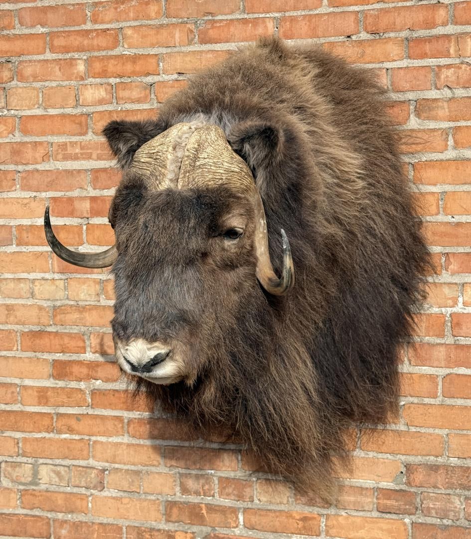 Alaskan Taxidermy Musk Ox Shoulder Mount (1 of 6)