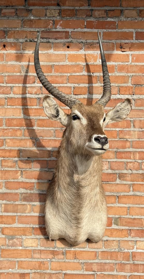 Shoulder Mount Taxidermy African Waterbuck (1 of 7)