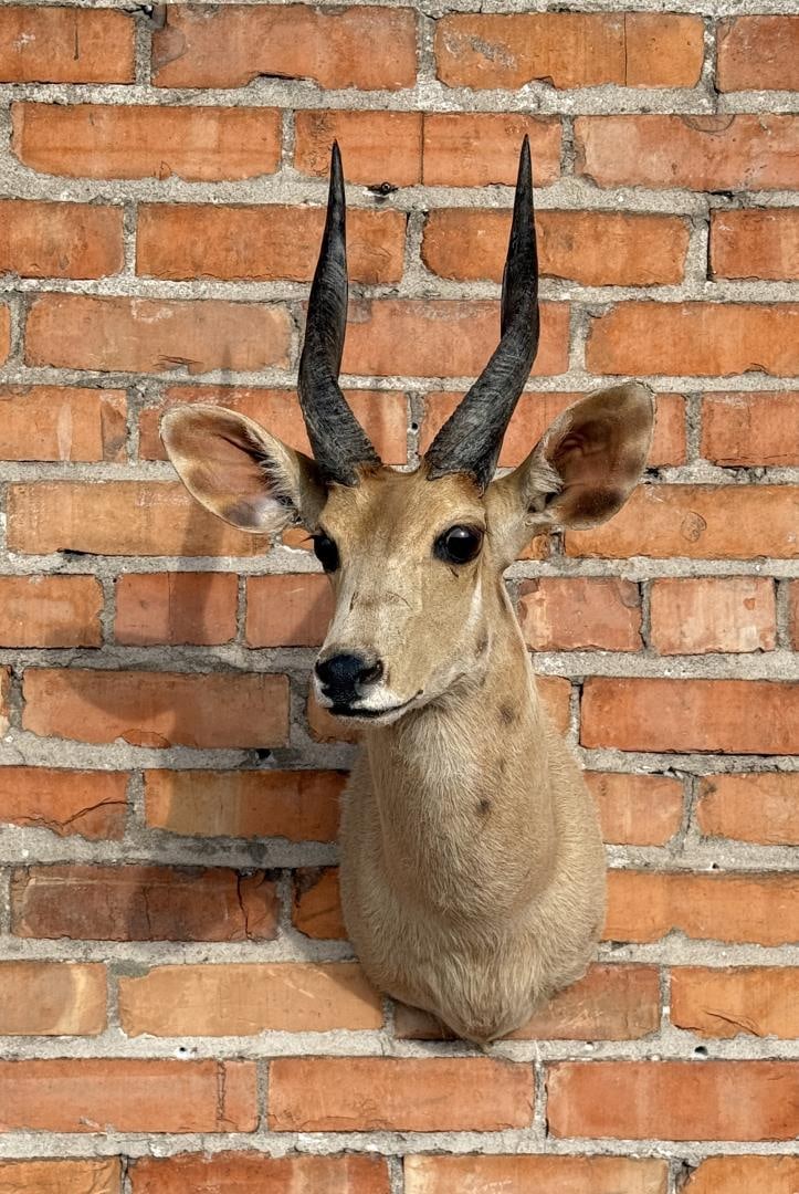 African Taxidermy Cape Bushbuck Shoulder Mount (1 of 8)