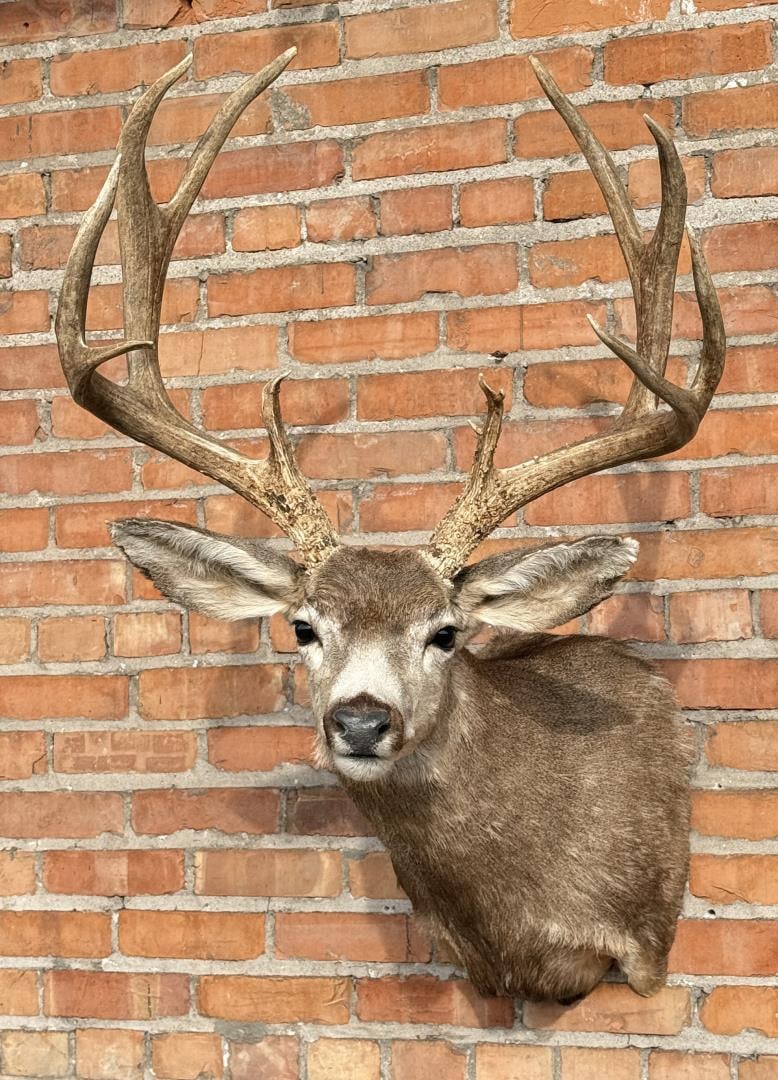Montana Taxidermy Trophy Mule Deer Mount (1 of 6)