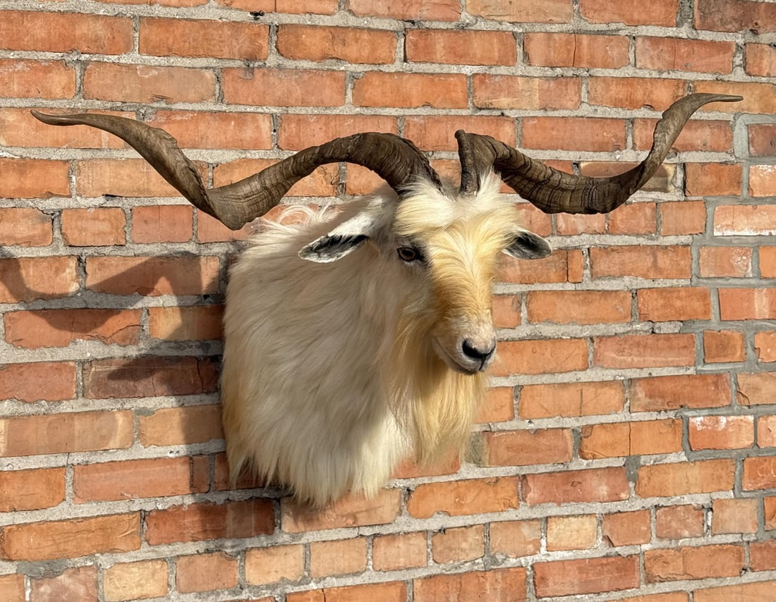 White Catalina Taxidermy Goat Head Mount (1 of 6)