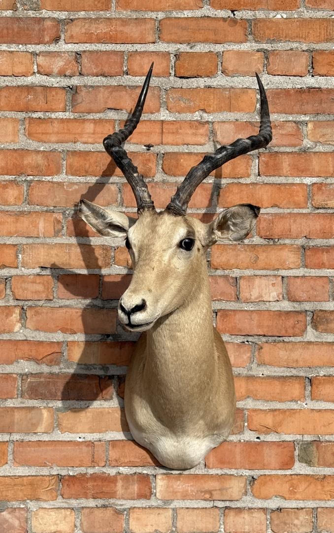 Shoulder Mount Taxidermy African Impala (1 of 8)