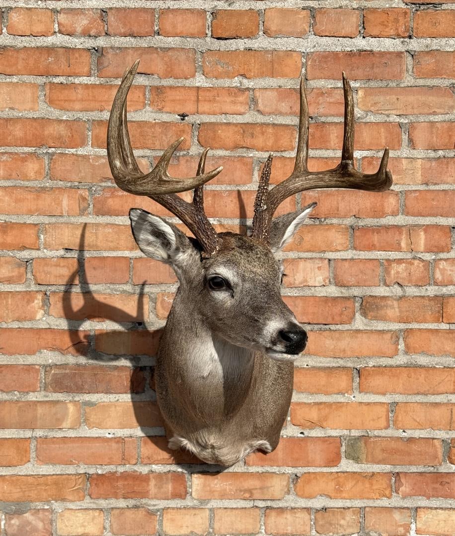 Montana Taxidermy Whitetail Deer Mount (1 of 9)