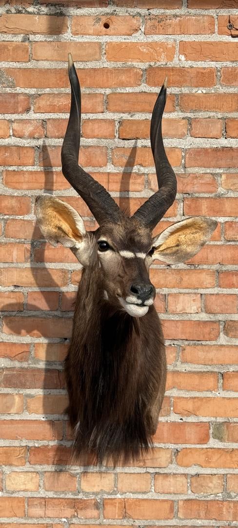 Shoulder Mount Taxidermy African Nyala (1 of 10)