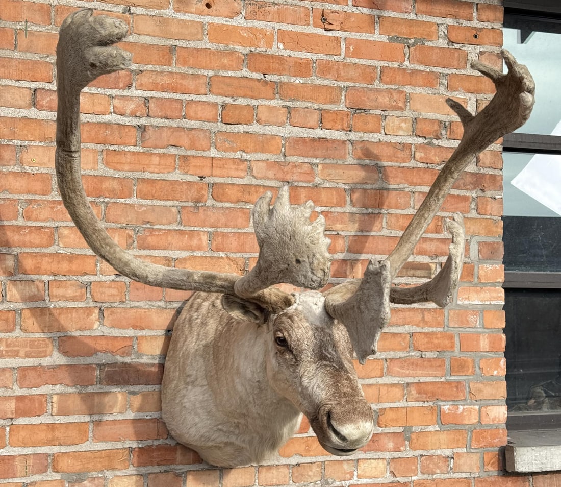 Barren Ground Caribou Taxidermy Mount (1 of 6)