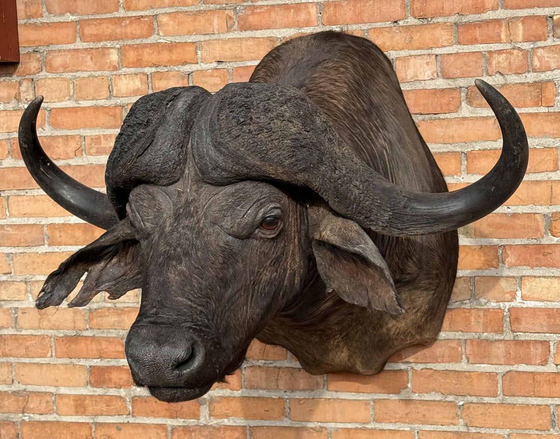 Shoulder Mount Taxidermy African Cape Buffalo (1 of 8)