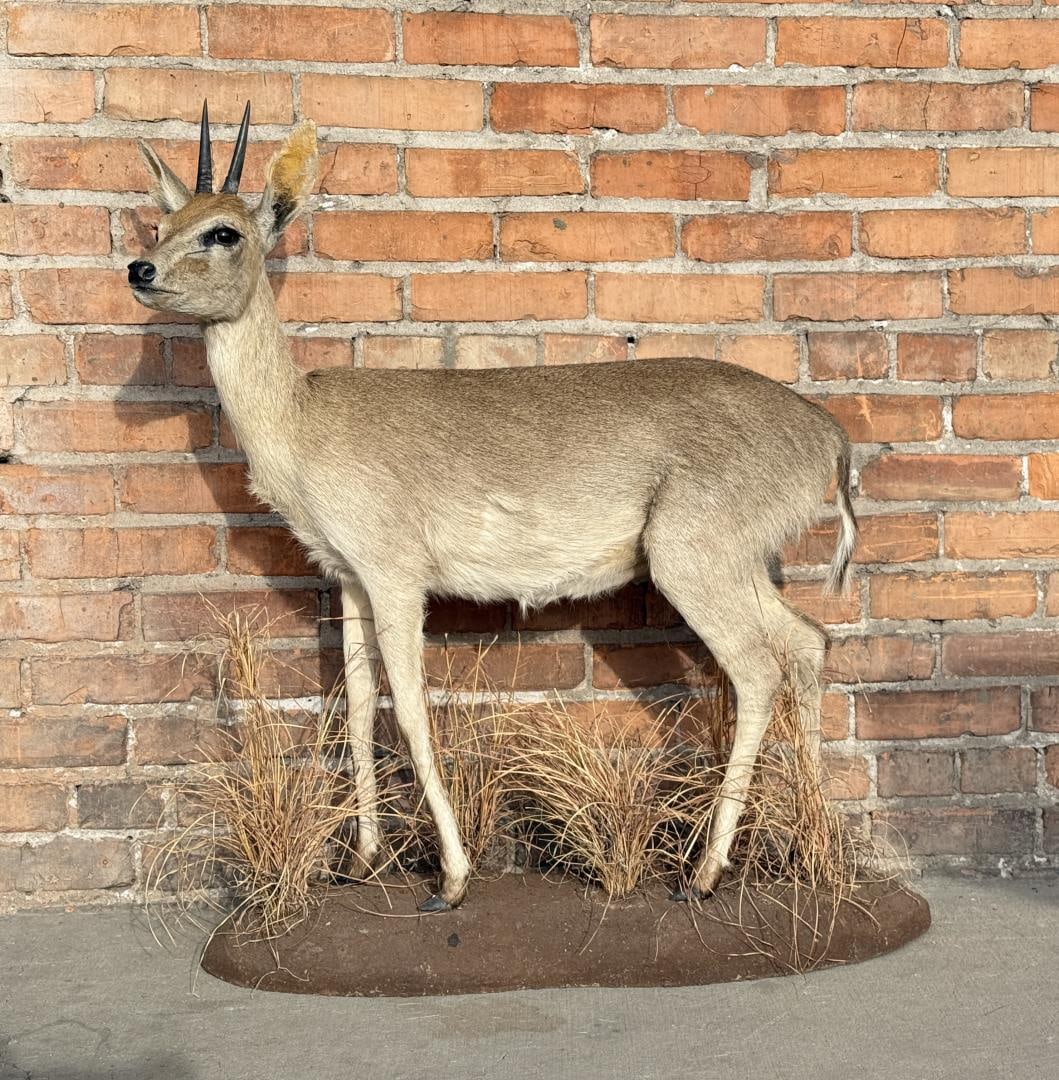 African Duiker Full Body Taxidermy Mount: 32" by 12" by 37". Provenance: The Esteemed Trophy Room of Robert Narotzky, Bozeman, Montana.