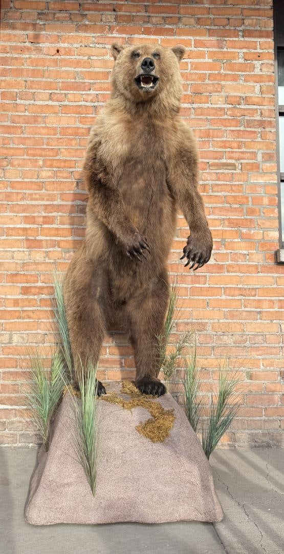 Kodiak Bear Taxidermy Mount Montana Residents Only (1 of 20)