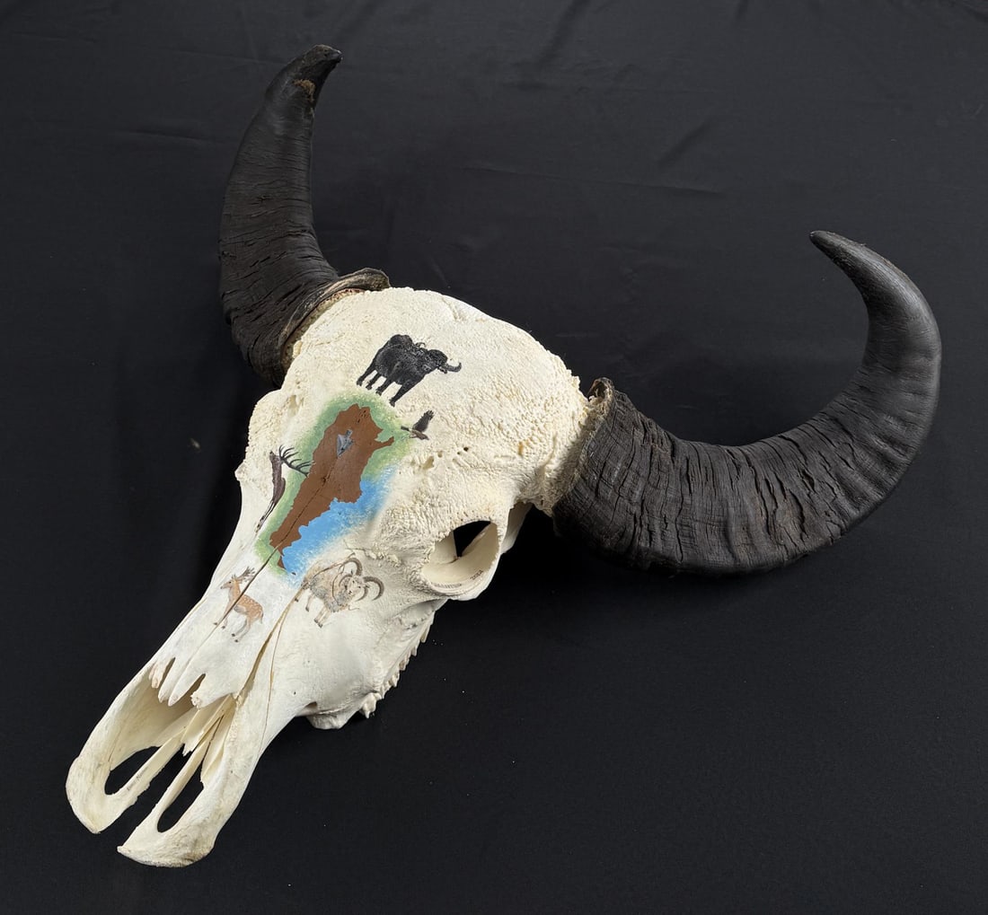 Argentinian Taxidermy Painted Water Buffalo Skull (1 of 11)