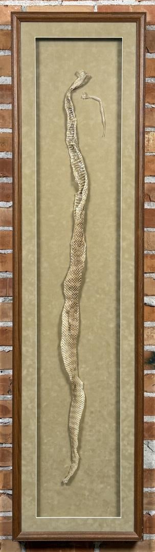 African Cape Cobra Taxidermy Skin Mount (1 of 7)