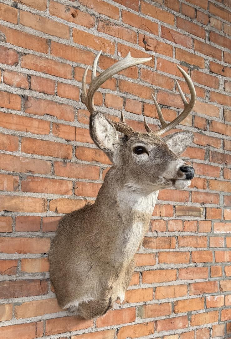 Sitka Blacktail Deer Taxidermy Mount (1 of 6)