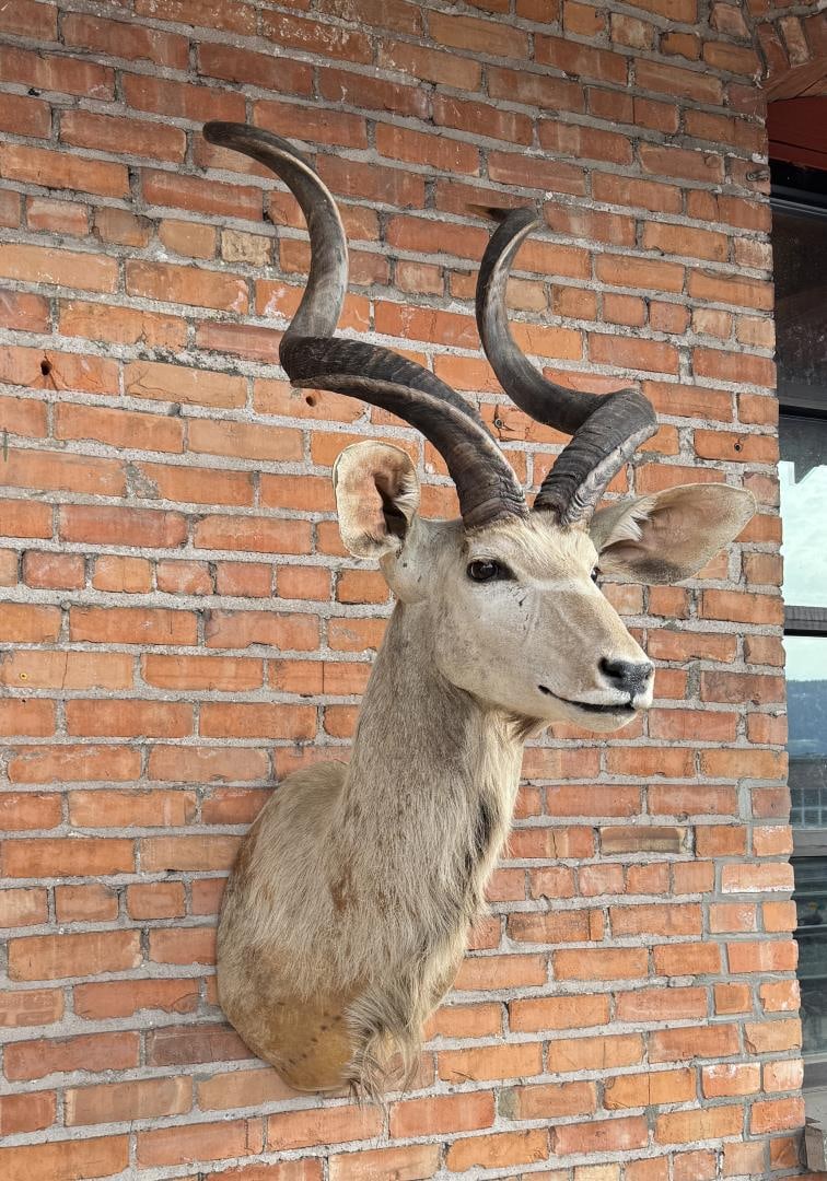 African Taxidermy Greater Kudu Mount (1 of 10)
