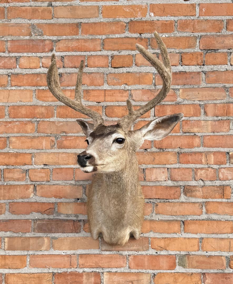 Pope & Young Taxidermy Columbian Blacktail Deer (1 of 8)