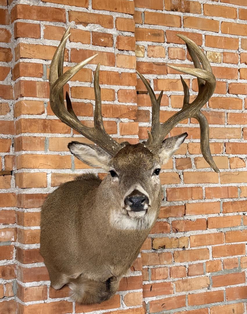 Monster Non Typical Taxidermy Whitetail Deer Mount (1 of 6)
