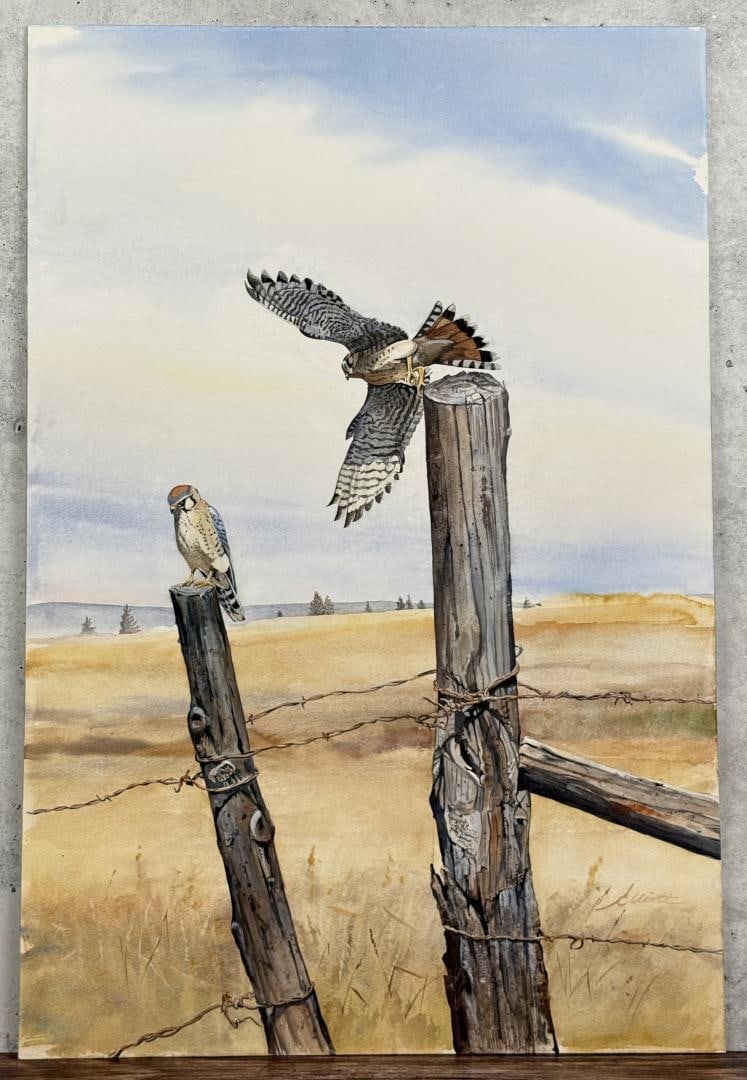 Stephen Elliott Falcons Watercolor Painting (1 of 4)