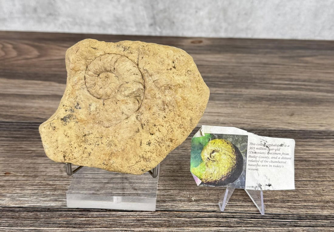 Butler County Alabama Ammonite Fossil (1 of 7)
