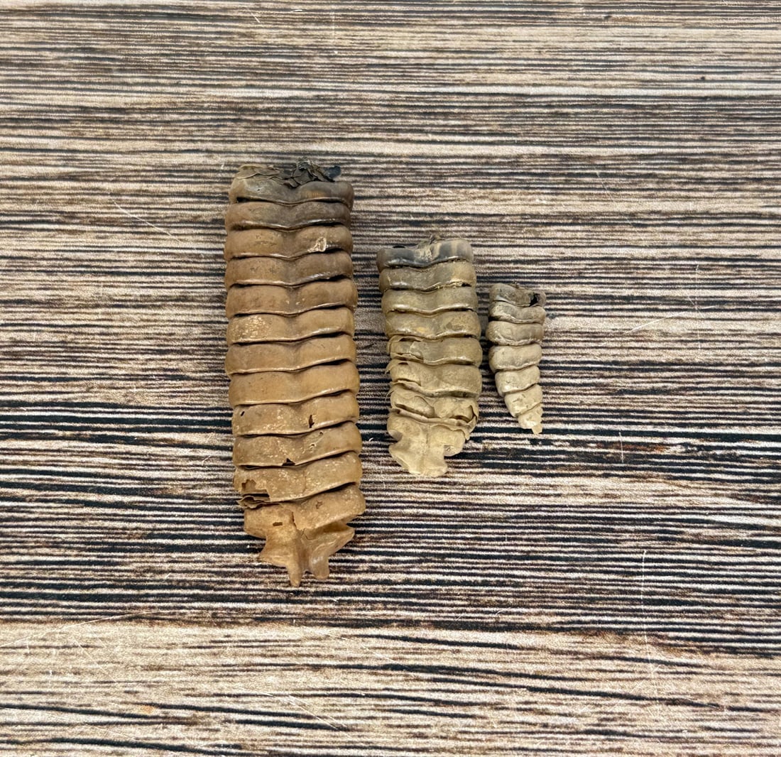 Montana Rattlesnake Rattles: Nice grouping