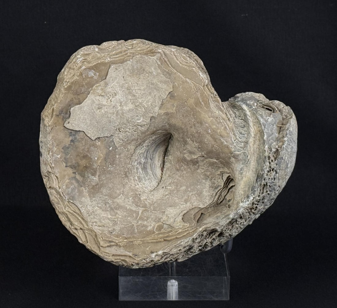 Exogyra ponderosa Fossil Oyster (1 of 5)