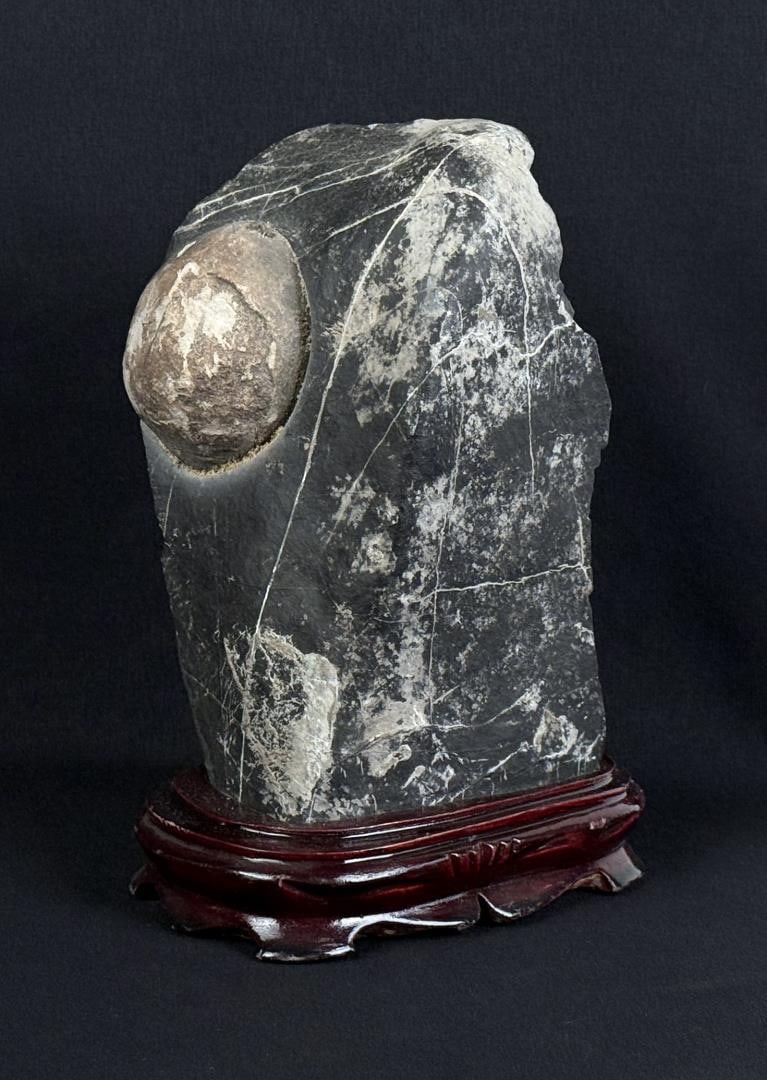 Chinese Suiseki Scholar Viewing Stone with Fossil: Has a fossil nodule. 7 1/4" by 5" by 3 5/8"
