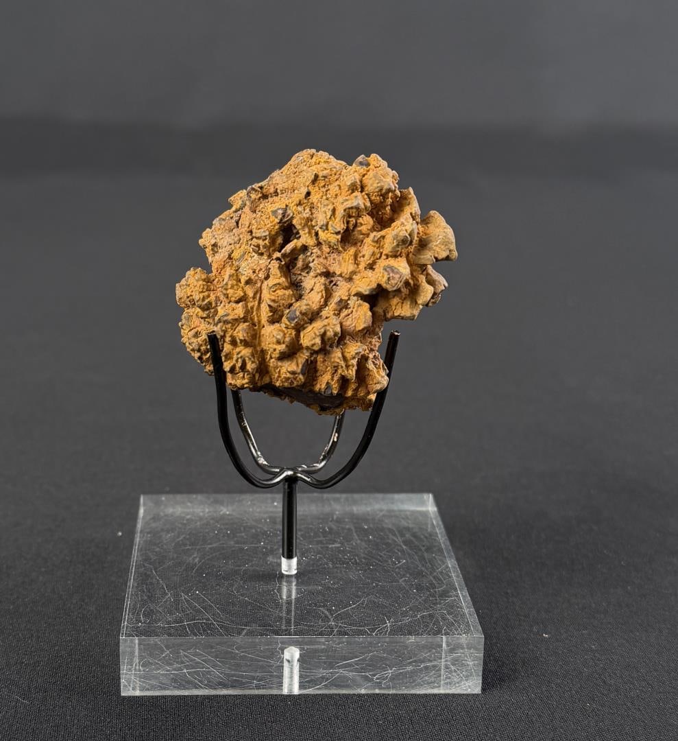 Coprolite Fossilized Dinosaur Poop: 1 3/4" by 1 3/4" by 1 1/4". 64 grams.