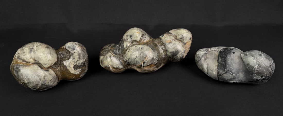 Chinese Stringocephalus Clam Fossils: 11lbs 7oz total.