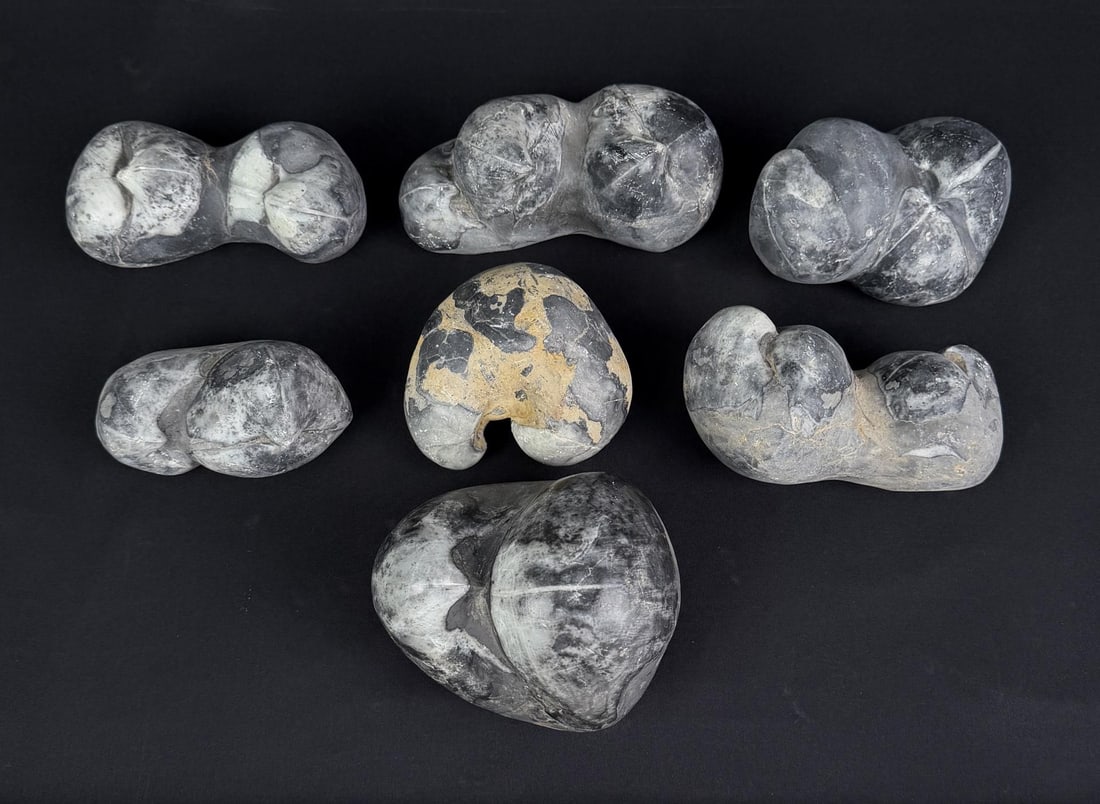 Chinese Stringocephalus Clam Fossils: 16lbs 12oz total.