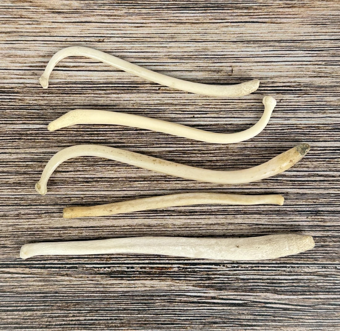 Raccoon Baculum Penis Bones: Biggest is 5" long, which is considered quite large in Asian nations.