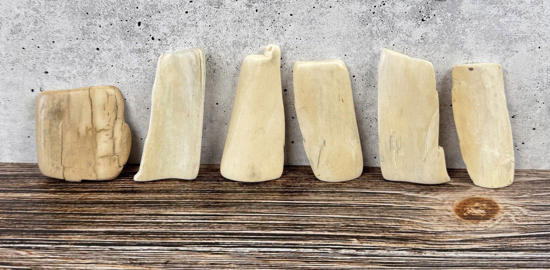 Ancient Fossil Walrus Ivory Fragments (1 of 9)