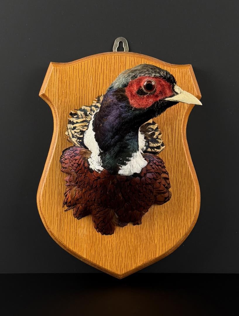 Taxidermy Montana Pheasant Head: 9 1/2" by 7 7/8" by 3 5/8"