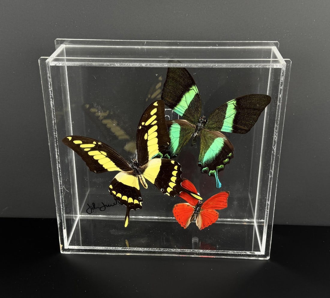 Butterfly Specimens In Frame Entomology (1 of 4)