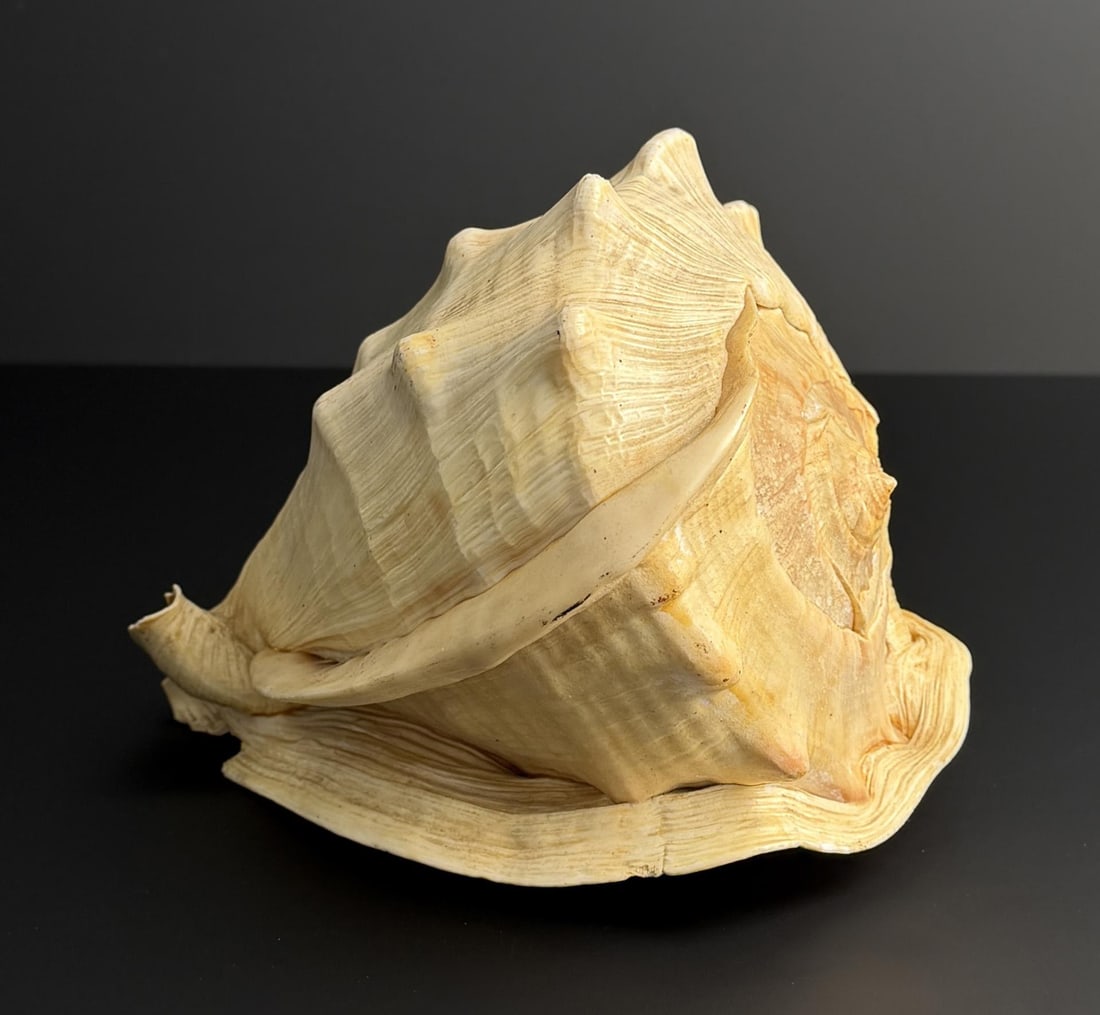 Large Queen Conch Shell (1 of 6)