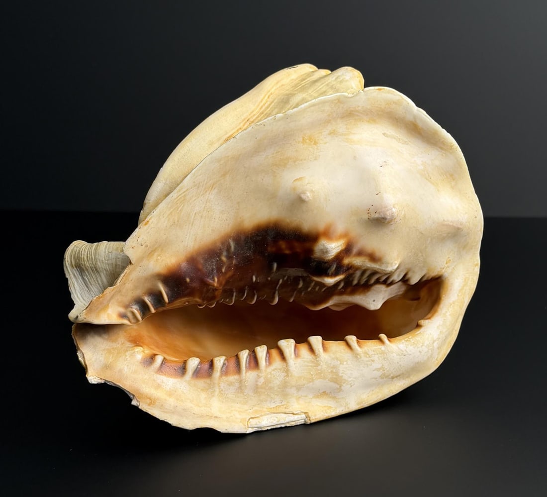 Large Queen Conch Shell - 2