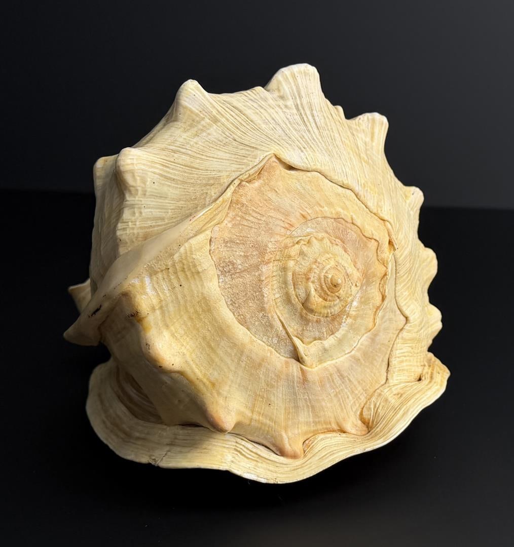 Large Queen Conch Shell - 3
