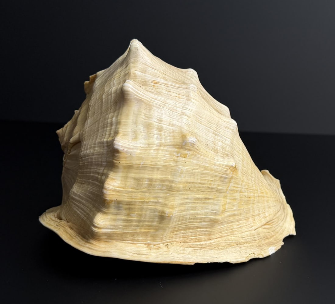 Large Queen Conch Shell - 4