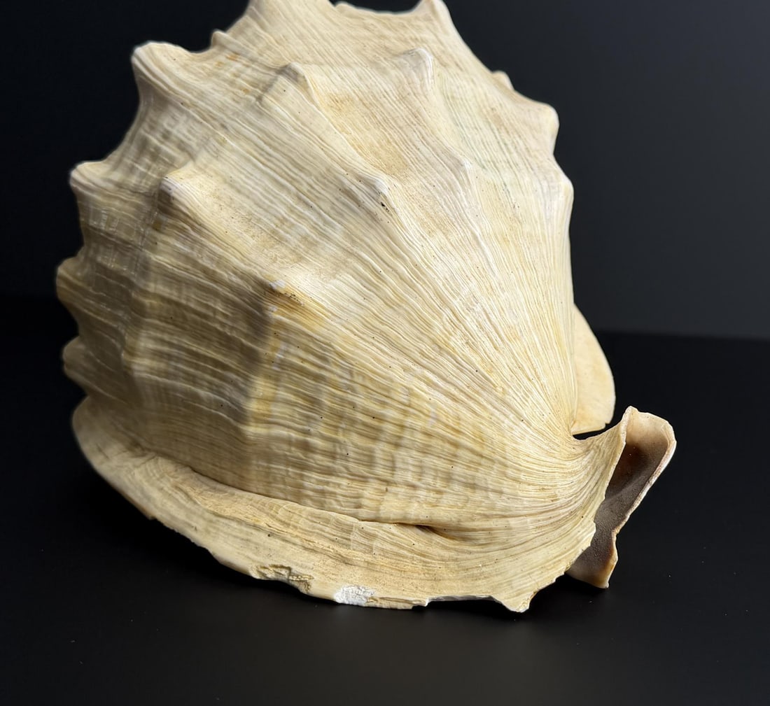 Large Queen Conch Shell - 5