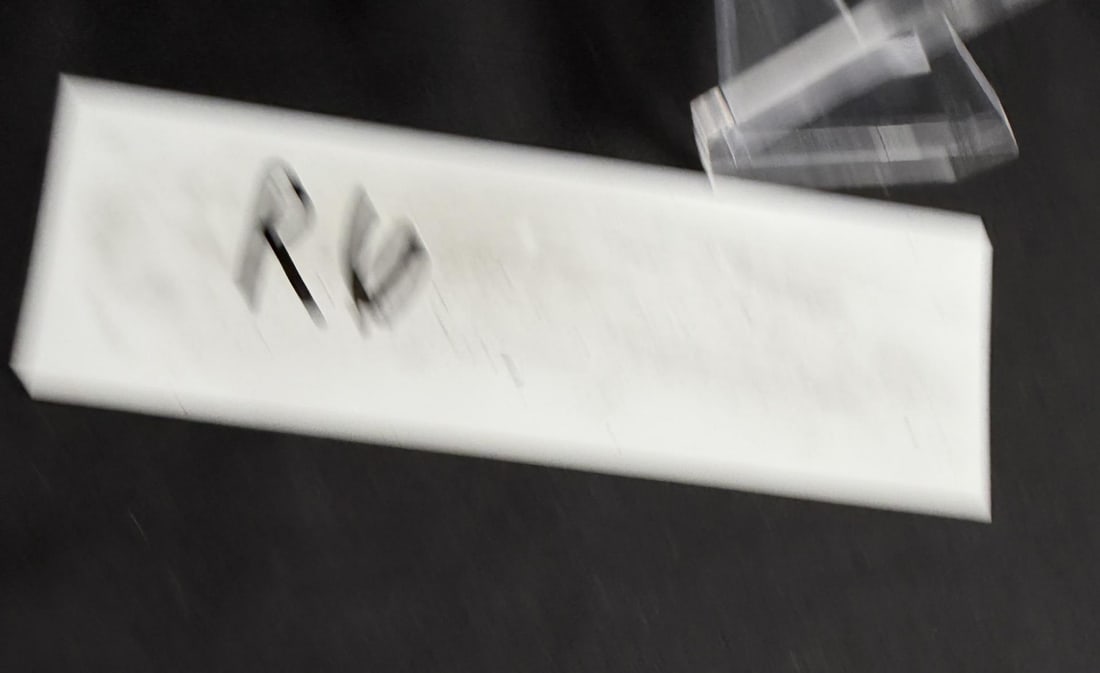 Large Queen Conch Shell - 6