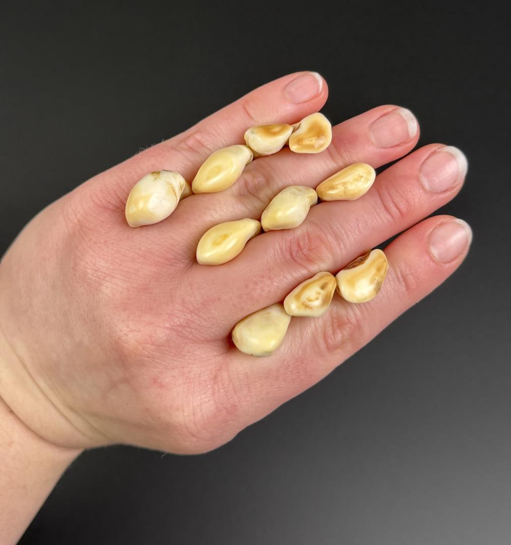 Montana Bull Elk Teeth: Nice grouping. 10 teeth total.