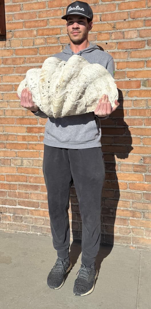 Tridacna Gigas Giant Clam Shell: 25" by 15 1/2". 50.3 pounds.