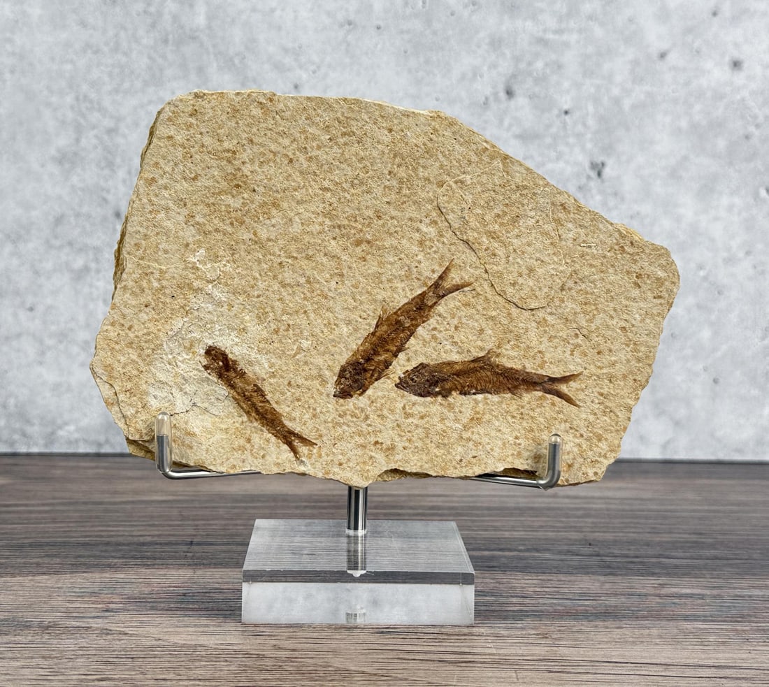 Knightia eocaena Green River Formation Fish Fossil: 6 1/2" by 4 1/4".