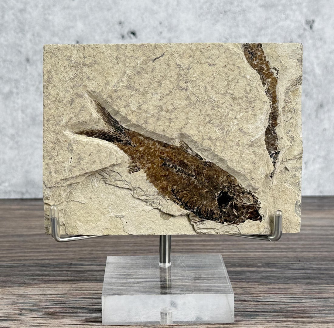 Knightia Alta Green River Formation Fish Fossil (1 of 5)