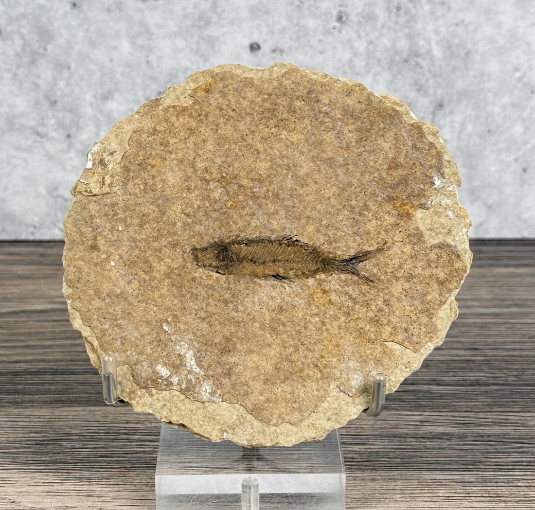 Knightia eocaena Green River Formation Fish Fossil: 5 1/8" by 5"