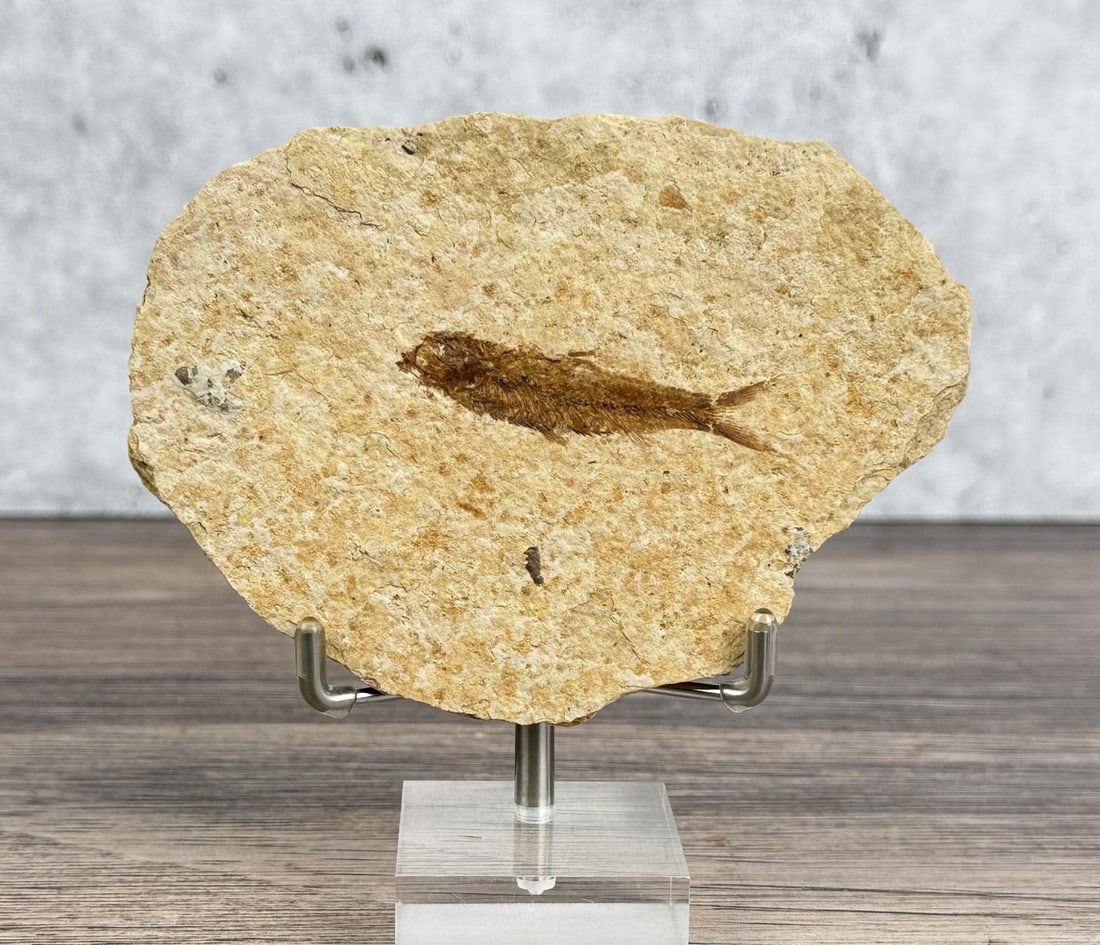 Knightia eocaena Green River Formation Fish Fossil (1 of 4)