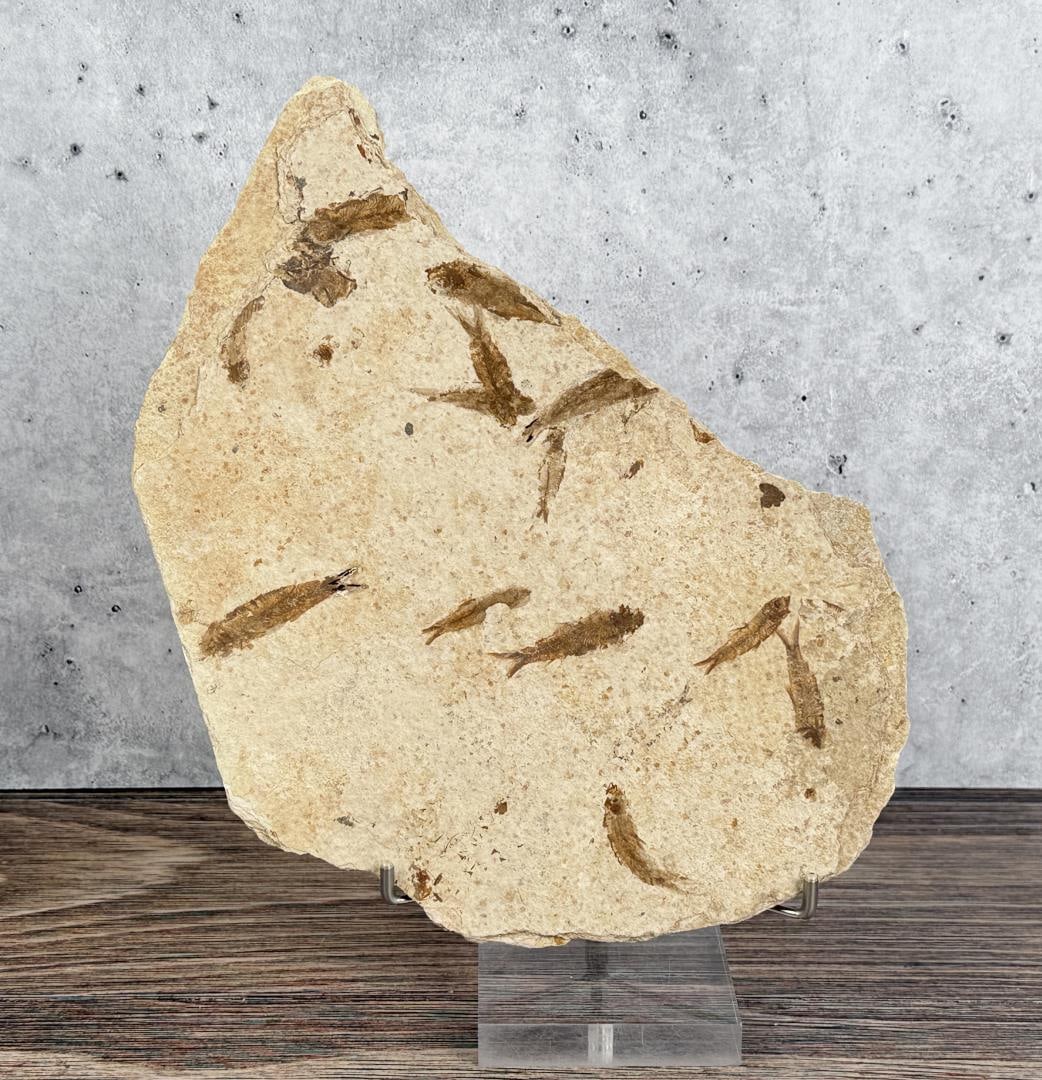 Knightia eocaena Green River Formation Fish Fossil: 11 5/8" by 8"