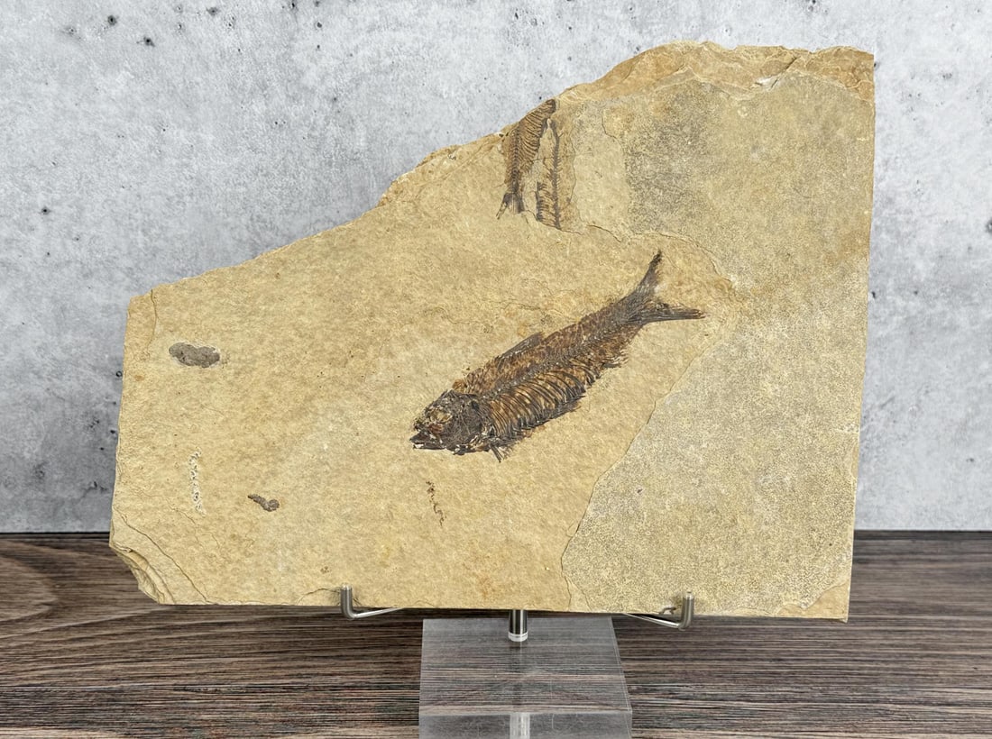 Knightia Alta Green River Formation Fish Fossil (1 of 5)