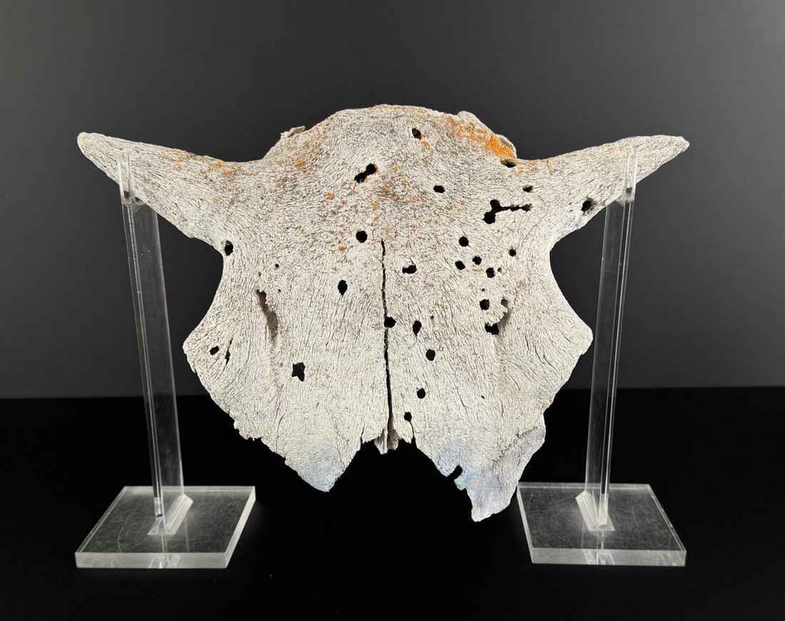 Montana River Found Ancient Buffalo Skull: Someone used this as target practice at some point. 11 1/2" by 12 5/8" by 6 5/8"