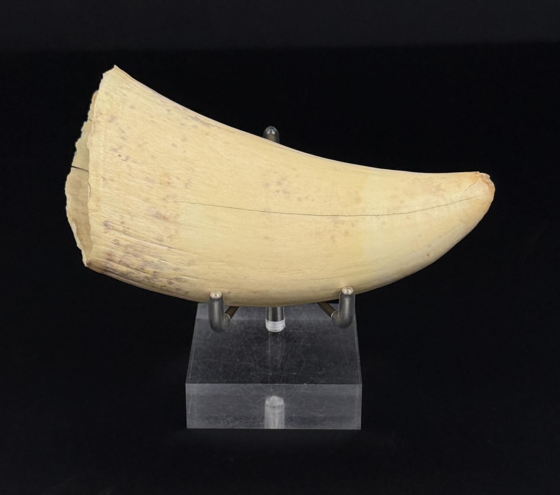 Alaskan Eskimo Whale Tooth Montana Residents Only (1 of 4)
