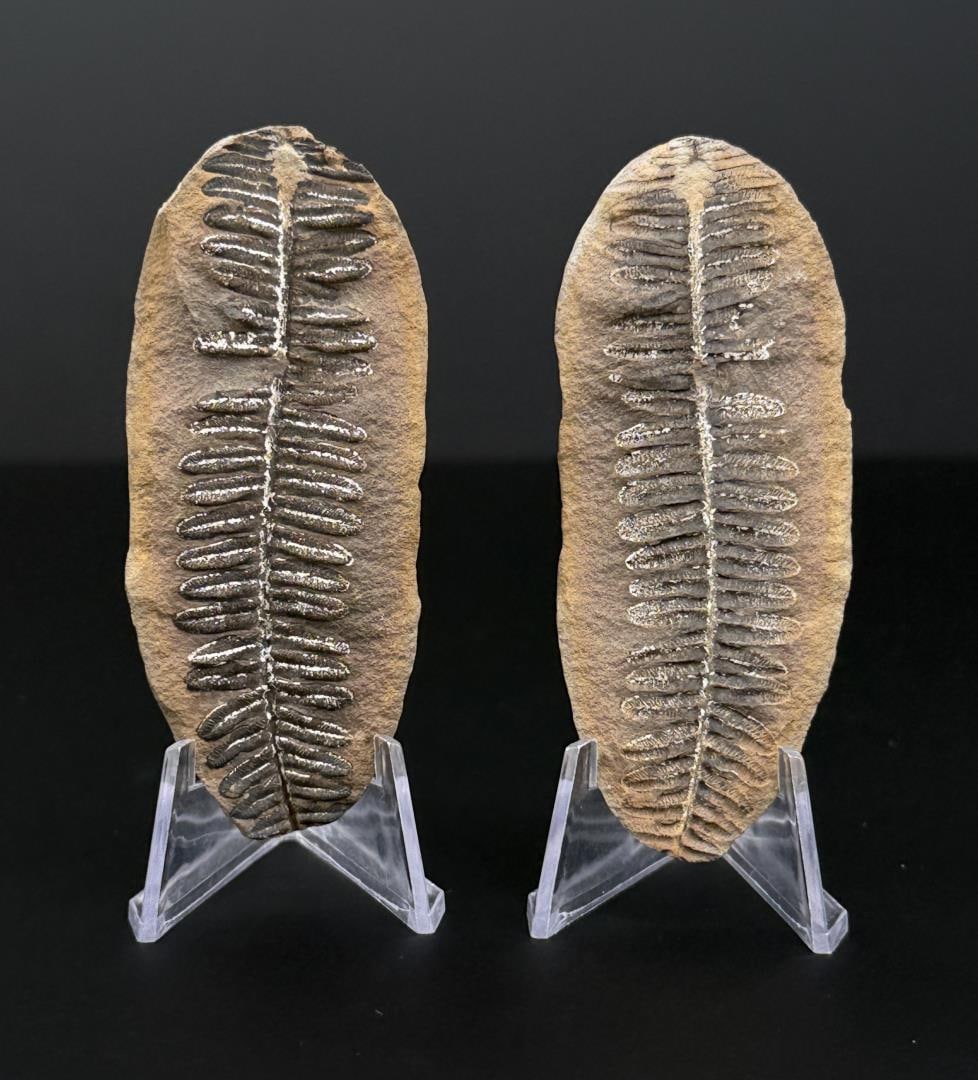 Mazon Creek Fern Fossil Pecopteris Illinois (1 of 5)