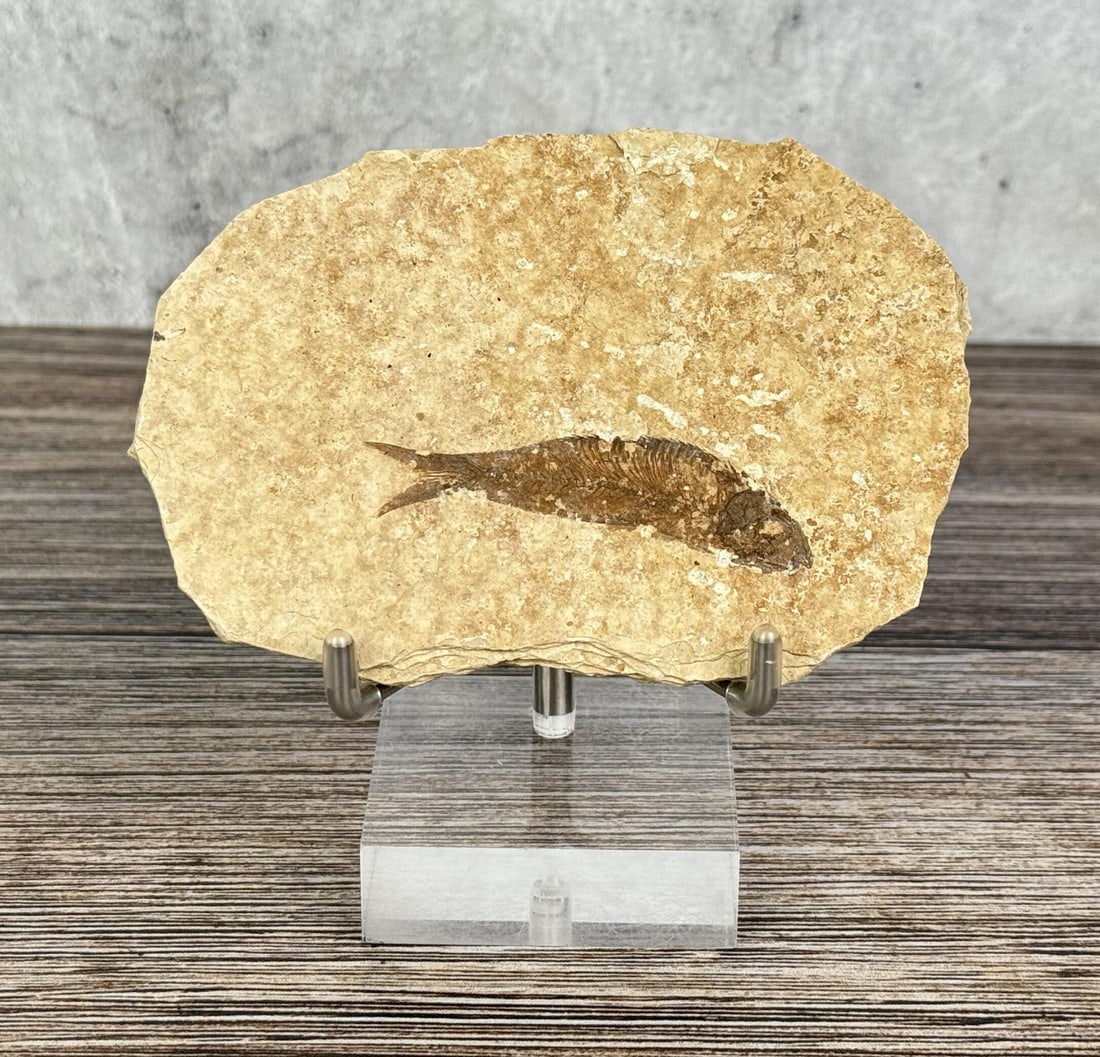 Knightia eocaena Green River Formation Fish Fossil: 4 1/2" by 3"