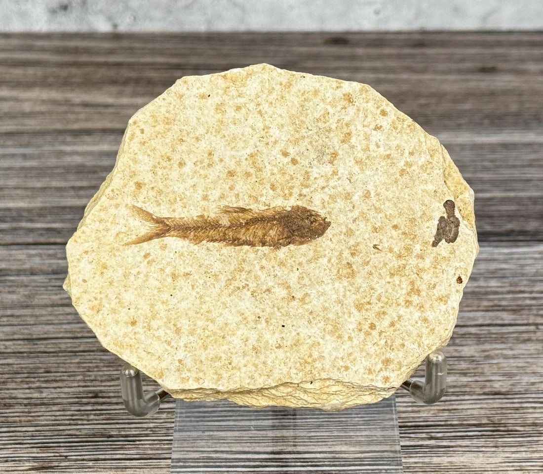 Knightia eocaena Green River Formation Fish Fossil: 3 1/4" by 2 3/4"