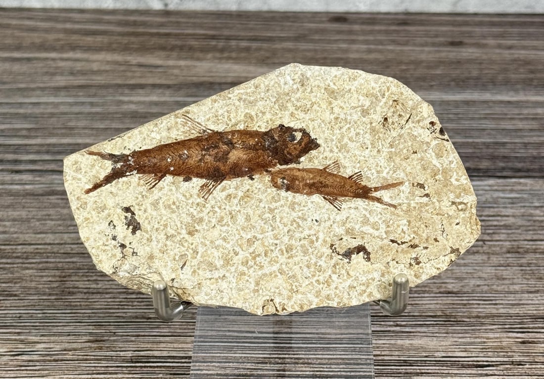 Mioplosus Green River Formation Fish Fossil: 4" by 2 5/8".